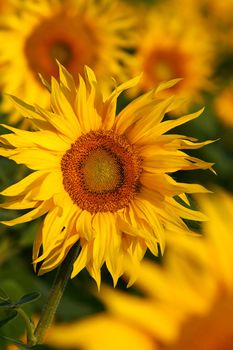 An image of yellow sunflowers