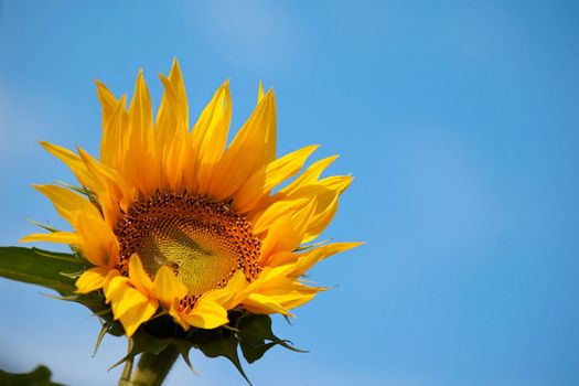 An image of yellow sunflower