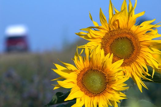 An image of yellow field of sunflowers