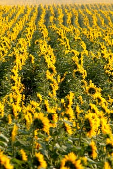 An image of yellow field of sunflowers