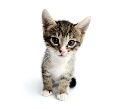An image of a little kitten on white background