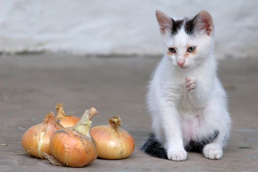 The image of a cat with onions