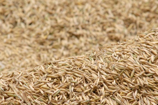 An image of background of the corn