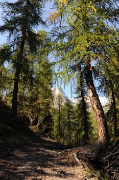 An image of a green forest in the mountains