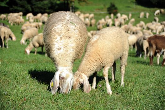 An image of sheep feeding on pasture