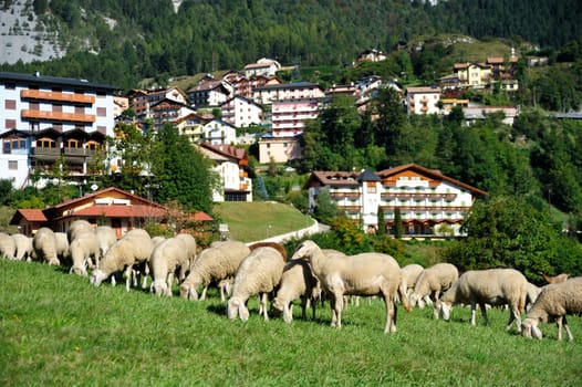 An image of a herd of sheep in a village 