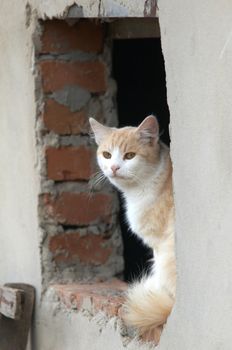 A cat sitting in a opening of window