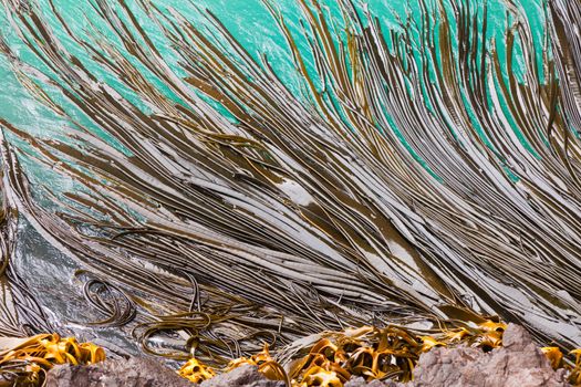 Bull Kelp or Durvillaea Antarctica blades floating on ocean surface background texture pattern