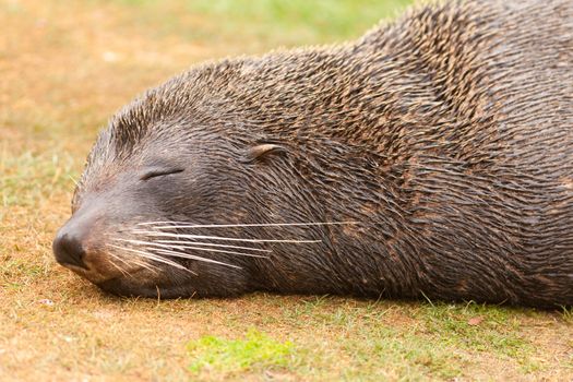 Portrait of New Zealand fur seal, Arctocephalus forsteri, sleeping in the sun on grassy patch