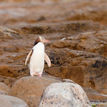 Adult native New Zealand Yellow-eyed Penguin, Megadyptes antipodes or Hoiho, resting on rocky shore at low tide