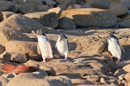 One adult and two juvenile native New Zealand Yellow-eyed Penguin, Megadyptes antipodes or Hoiho, walking or waddling on rocky shore