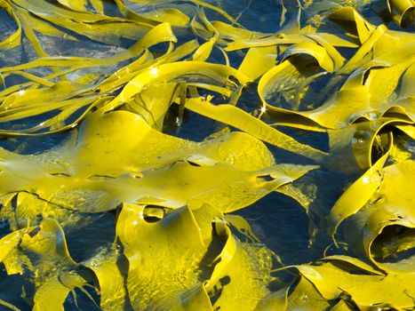 Bull Kelp or Durvillaea Antarctica blades floating on ocean surface background texture pattern