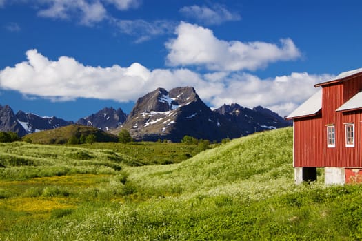 Colorful Lofoten islands in Norway during short summer north of arctic circle with typical red wooden building, dramatic mountain peaks and flowering fields