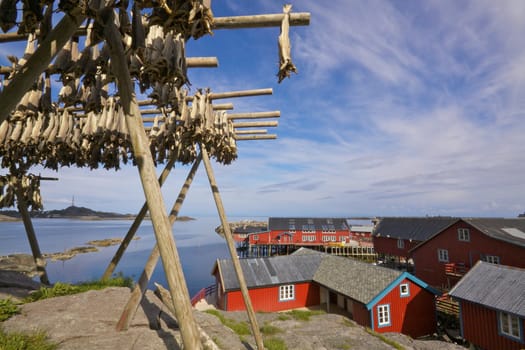 Drying of stockfish on Lofoten islands in Norway with typical red houses by the sea