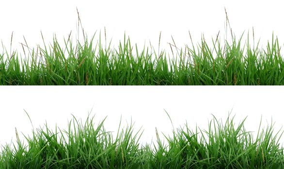 green grass isolated