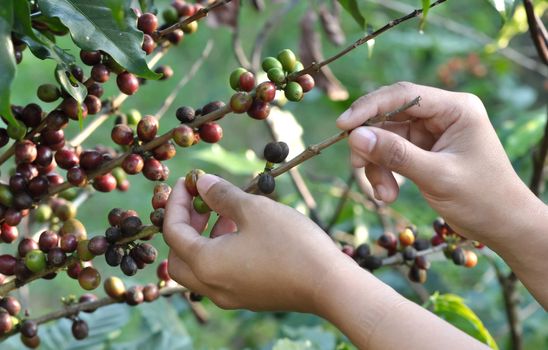 coffee bean on tree