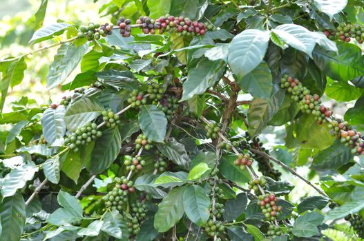 coffee bean on tree