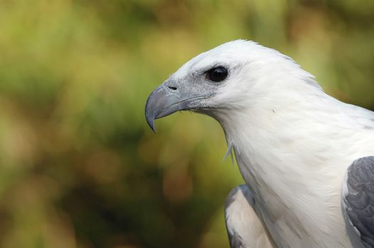 white bellied sea eagle