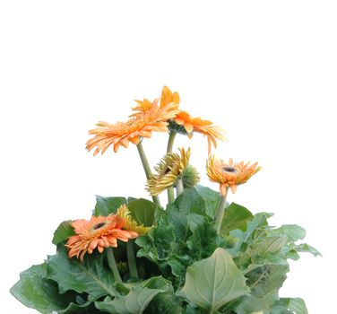 gerbera isolated