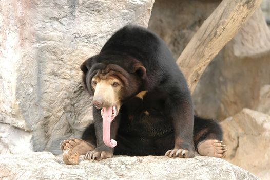 malayan sanbear the smallest bear in the world