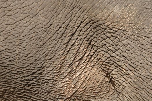 texture of elephant skin use for background