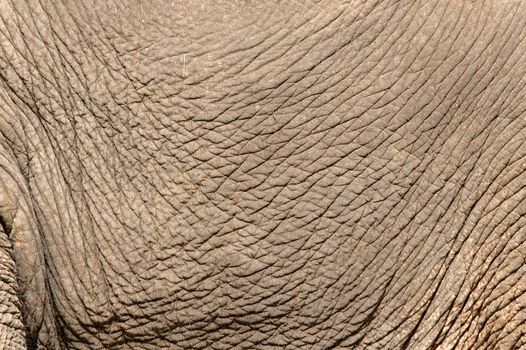 texture of elephant skin use for background