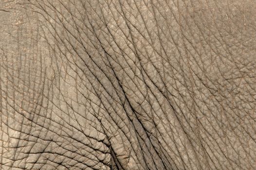 texture of elephant skin use for background