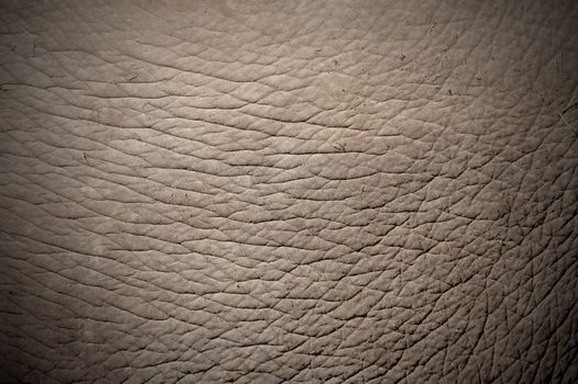 texture of elephant skin use for background