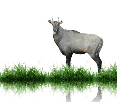 eland with green grass isolated