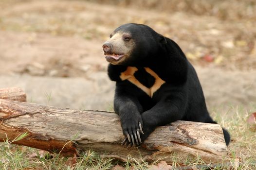 malayan sanbear the smallest bear in the world