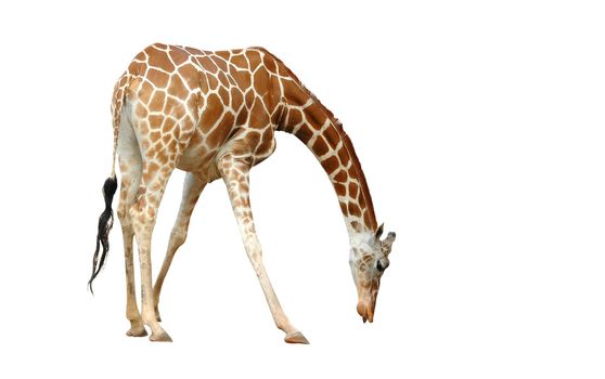 giraffe isolated