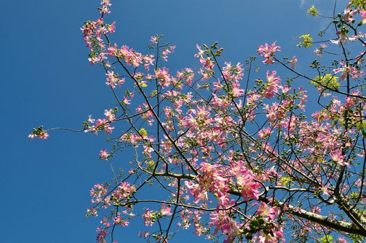 Silk Floss Tree in South Florida blooms with pink flowers.