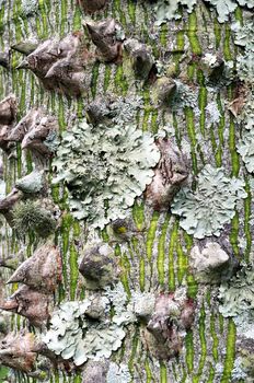 Foliose lichen Parmelipsis ambigua growing around the thorns of a Silk Floss Tree.