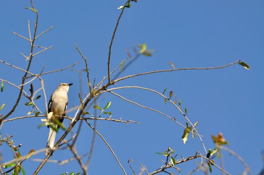 A mockingbird sings while perched on a tree.