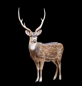 male axis deer isolated on black background