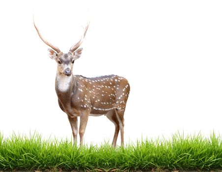 maie axis deer with green grass isolated 