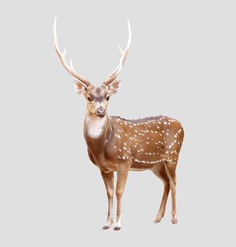 male axis deer isolated on gray background