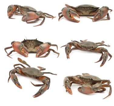 crab isolated on white background