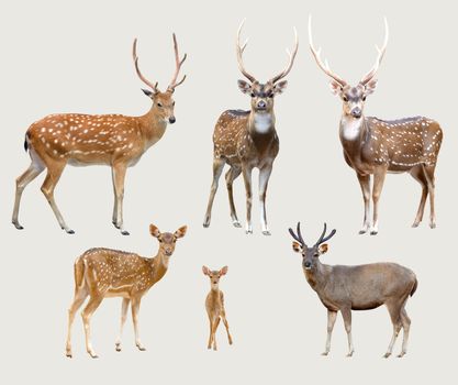 sika deer, axis deer, samba deer isolated on gray background