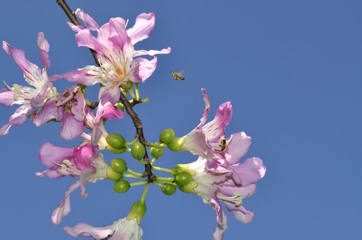 A bee approaches the flowers of a Silk Floss Tree.