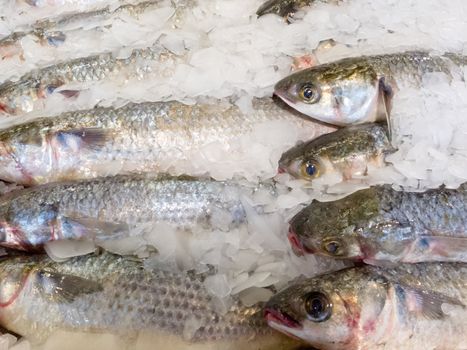 Offering of fresh fish chilled with crushed ice at a fishery, fish market or supermarket on display for shoppers to buy for a delicious seafood dinner