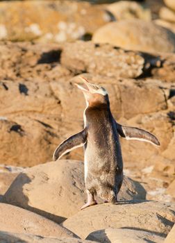 Adult native New Zealand Yellow-eyed Penguin, Megadyptes antipodes or Hoiho, resting on rocky shore at low tide