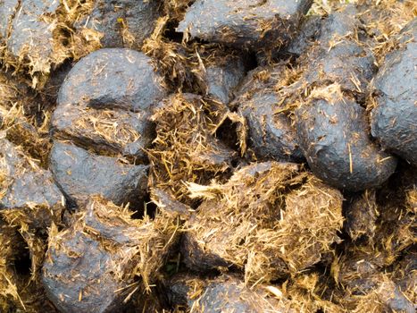 Close-up of fresh smelly horse manure background texture pattern