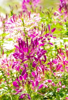 Violet flower in garden, Thailand