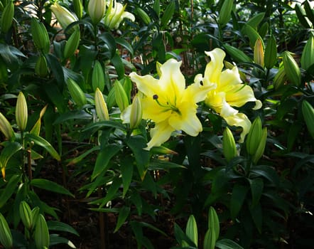 Lily flower in the garden, North of Thailand