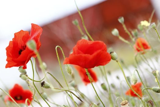 meadow of blossoming poppies in summer day