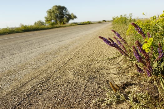 flowers at the road