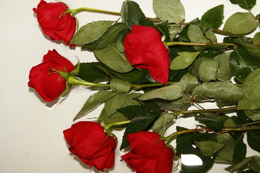 wilted roses on the white background