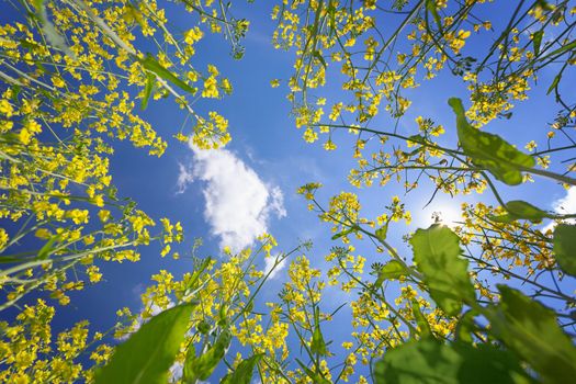 The blue sky framed by flowering yellow oilseed rape