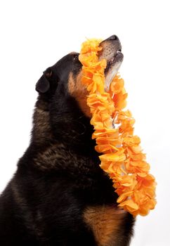 Dog with orange ribbon to express foorball madness in Holland   in a studio setting over white